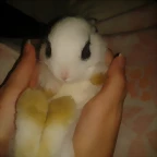 TUSII*