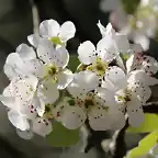 16, flores de peral, marca