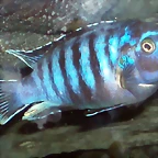 Pseudotropheus demasoni