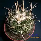 Echinocactus lamellosus=Stenocactus lameallosus