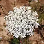 flor junto al arroyo