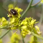 abeja1