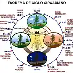 ciclo-circadiano