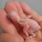 4 pollo 12-11-11