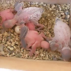 5 pollos  12-11-11