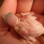 3 pollo 12-11-11