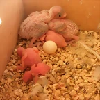 5 pollo  10-11-11