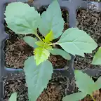 Fraxinus angustifolia - 4-4-14