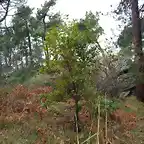 Quercus canariensis arboreto Luis Ceballos (Feb 2020)