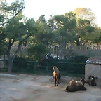 Zoo de Barcelona 05-11-10 881
