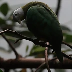 Zoo de Barcelona 15-01-2011 367