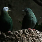 Zoo de Barcelona 15-01-2011 383