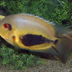 Uaru amphiacanthoides 2 (12-10-16 Acuario Fluvial de Zaragoza)