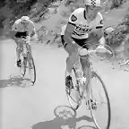 Tour-Merckx-Thevenet2