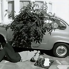 Geoff Poupard bastelt unter seinem ?Gew?chshausauto?, 1979