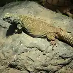 Lagarto adornado de las palmeras (Uromastyx ornata)