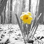 Flor en nieve