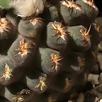 Eriosyce napina tenebrica areolas