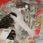 gato con dinero