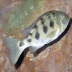Fossorochromis rostratus