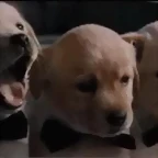 Mar?a gif twitter 1-3-2016
