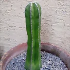 pachycereus