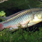 Dimidiochromis dimidiatus