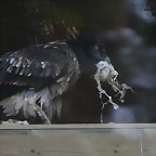 Zoo de Barcelona 04-03-11 431
