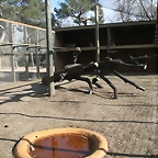 Zoo de Barcelona 04-03-11 486