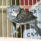 roberto carlos