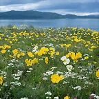 Field of Arctic Poppies, Near Nain Labrador, Canada