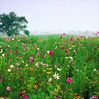 Field of Black-eyed Susans and Cosmos, Union, Kentucky