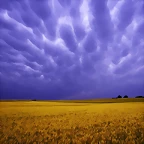 Field of Amber Grains, Iowa