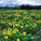 Field of Arrowleaf Balsamroot and the Teton Range, Wyoming