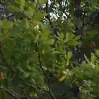 Quercus petraea subsp.petraea
