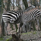 Zoo Lyon + Safari Peaugres febrer 2011 1554