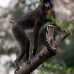 Zoo de Barcelona 10-12-2010 008