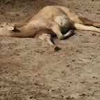 Zoo de Barcelona 17-03-11 136