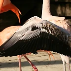 Zoo de Barcelona 17-03-11 701