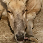 Zoo de Barcelona 17-03-11 153