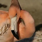 Zoo de Barcelona 17-03-11 628