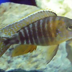 Aulonocara hansbaenschi 2