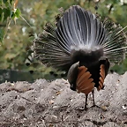Zoo de Barcelona 23-02-11 066