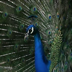Zoo de Barcelona 21-02-11 180