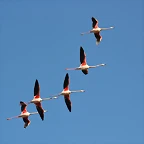 Sigean 26-12-11 820