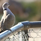 Sigean 26-12-11 749