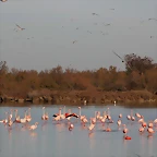 Sigean 26-12-11 1021