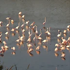 Sigean 26-12-11 1120