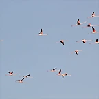 Sigean 26-12-11 807
