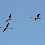 Sigean 26-12-11 829